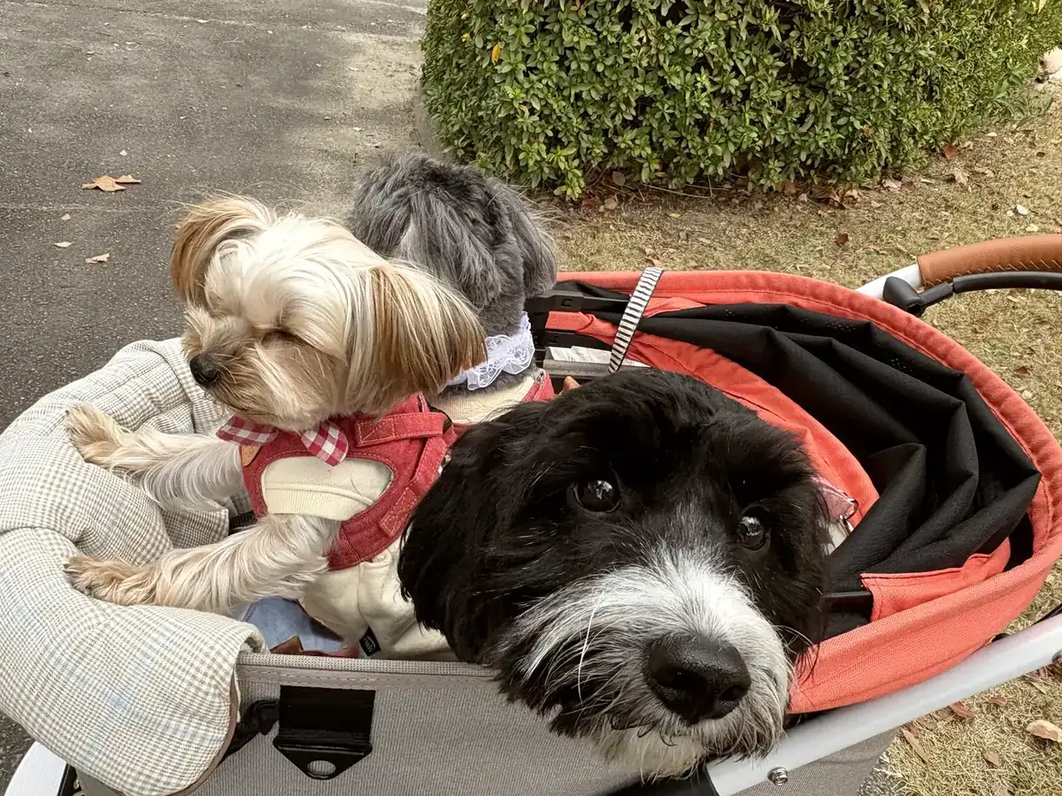 Ambassador lifestyle